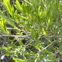 Kunzea ericoides at Aranda, ACT - 23 Nov 2022