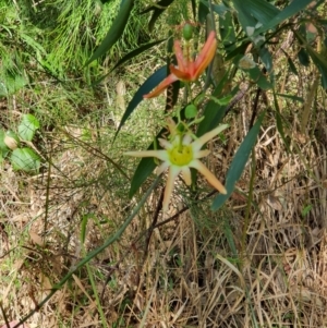 Passiflora herbertiana subsp. herbertiana at Lilli Pilli, NSW - 15 Oct 2022