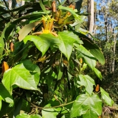 Passiflora herbertiana subsp. herbertiana at Lilli Pilli, NSW - 15 Oct 2022