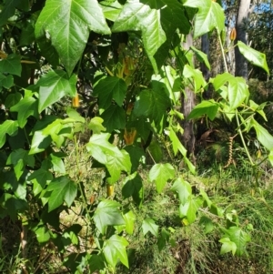 Passiflora herbertiana subsp. herbertiana at Lilli Pilli, NSW - 15 Oct 2022