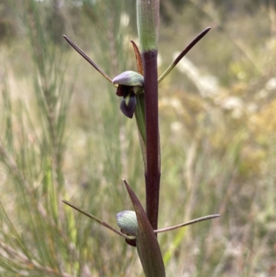 Orthoceras strictum (Horned Orchid) at Vincentia, NSW - 13 Nov 2022 by AnneG1