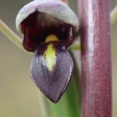 Orthoceras strictum at Vincentia, NSW - suppressed