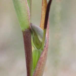 Orthoceras strictum at Vincentia, NSW - suppressed