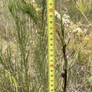 Orthoceras strictum at Vincentia, NSW - suppressed