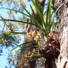 Cymbidium suave (Snake Orchid) at Booderee National Park - 8 Nov 2022 by AnneG1