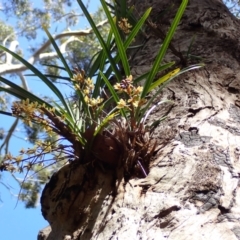 Cymbidium suave at Jervis Bay, JBT - 8 Nov 2022