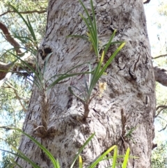 Cymbidium suave at Jervis Bay, JBT - 8 Nov 2022