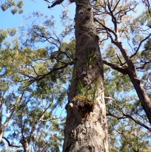 Cymbidium suave at Jervis Bay, JBT - 8 Nov 2022