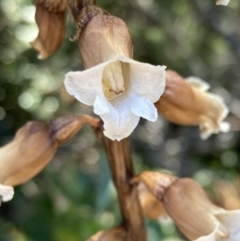 Gastrodia sesamoides (Cinnamon Bells) at Booderee National Park - 8 Nov 2022 by AnneG1