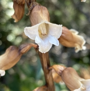 Gastrodia sesamoides at Jervis Bay, JBT - 8 Nov 2022