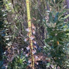 Gastrodia sesamoides at Jervis Bay, JBT - 8 Nov 2022