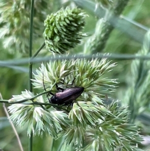 Homotrysis sp. (genus) at Griffith, ACT - 23 Nov 2022