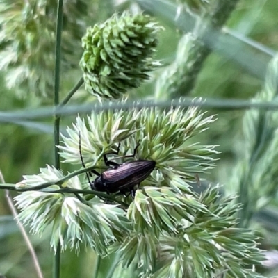 Homotrysis sp. (genus) (Darkling beetle) at Griffith, ACT - 23 Nov 2022 by AlexKirk