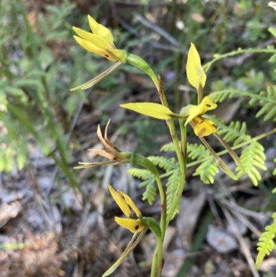 Diuris sulphurea (Tiger Orchid) at Jervis Bay, JBT - 8 Nov 2022 by AnneG1