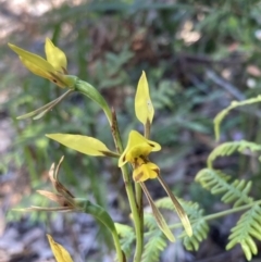 Diuris sulphurea at Jervis Bay, JBT - 8 Nov 2022