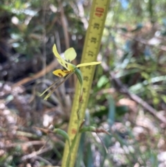 Diuris sulphurea at Jervis Bay, JBT - 8 Nov 2022