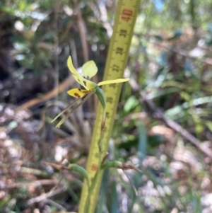 Diuris sulphurea at Jervis Bay, JBT - 8 Nov 2022