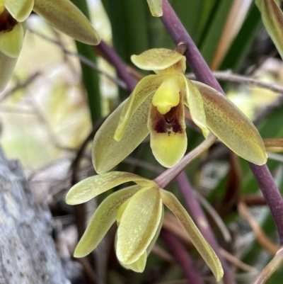 Cymbidium suave (Snake Orchid) at Vincentia, NSW - 13 Nov 2022 by AnneG1