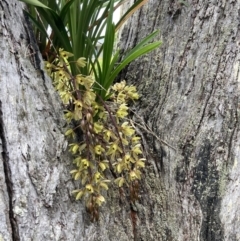 Cymbidium suave at Vincentia, NSW - suppressed