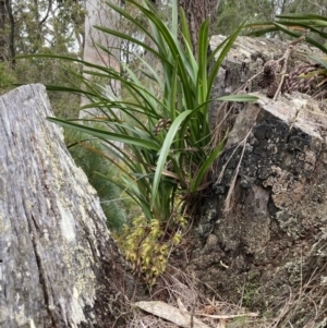 Cymbidium suave at Vincentia, NSW - suppressed