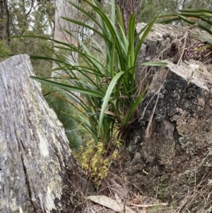 Cymbidium suave at Vincentia, NSW - 13 Nov 2022