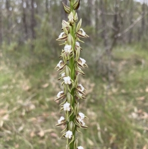 Prasophyllum australe at Vincentia, NSW - 13 Nov 2022