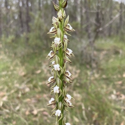 Prasophyllum australe (Austral Leek Orchid) at Jervis Bay National Park - 13 Nov 2022 by AnneG1