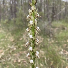 Prasophyllum australe (Austral Leek Orchid) at Vincentia, NSW - 13 Nov 2022 by AnneG1
