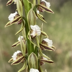 Prasophyllum australe at Vincentia, NSW - suppressed