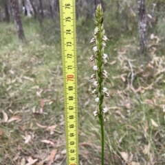 Prasophyllum australe at Vincentia, NSW - suppressed