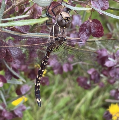 Adversaeschna brevistyla (Blue-spotted Hawker) at Coombs, ACT - 23 Nov 2022 by SteveBorkowskis