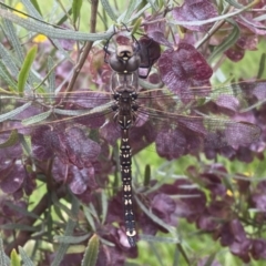 Adversaeschna brevistyla at Coombs, ACT - 23 Nov 2022 10:00 AM