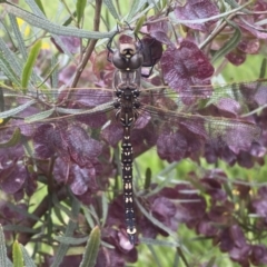 Adversaeschna brevistyla at Coombs, ACT - 23 Nov 2022