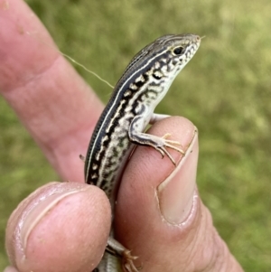 Ctenotus robustus at Molonglo Valley, ACT - 23 Nov 2022 12:04 PM