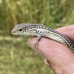 Ctenotus robustus at Molonglo Valley, ACT - 23 Nov 2022 12:04 PM