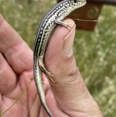 Ctenotus robustus at Molonglo Valley, ACT - 23 Nov 2022 12:04 PM