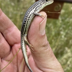 Ctenotus robustus at Molonglo Valley, ACT - 23 Nov 2022 12:04 PM