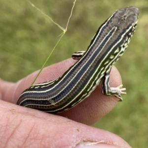 Ctenotus robustus at Molonglo Valley, ACT - 23 Nov 2022 12:04 PM