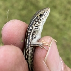 Ctenotus robustus at Molonglo Valley, ACT - 23 Nov 2022 12:04 PM