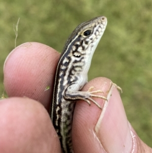 Ctenotus robustus at Molonglo Valley, ACT - 23 Nov 2022 12:04 PM