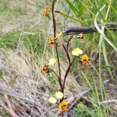 Diuris semilunulata (Late Leopard Orchid) at Tennent, ACT - 23 Nov 2022 by BethanyDunne