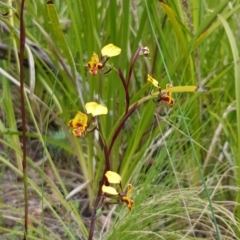 Diuris semilunulata at Tennent, ACT - 23 Nov 2022