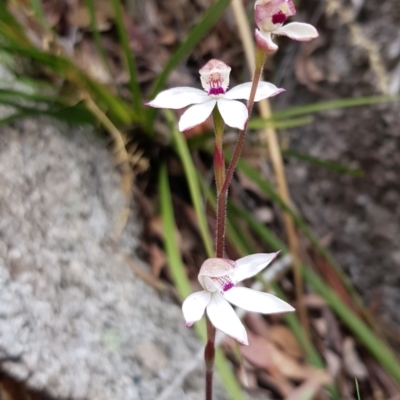 Caladenia alpina (Mountain Caps) at Tennent, ACT - 22 Nov 2022 by BethanyDunne
