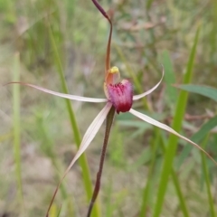 Caladenia montana (Mountain Spider Orchid) at Tennent, ACT - 23 Nov 2022 by BethanyDunne