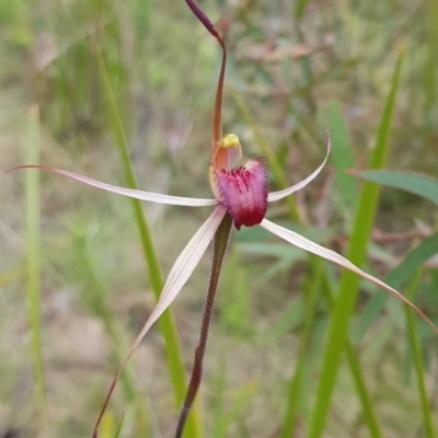 Caladenia montana (Mountain Spider Orchid) at Tennent, ACT - 23 Nov 2022 by BethanyDunne
