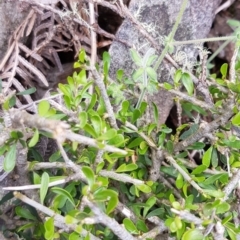 Melicytus angustifolius subsp. divaricatus (Divaricate Tree Violet) at Cotter River, ACT - 17 Nov 2022 by BethanyDunne