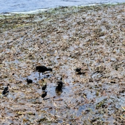 Gallinula tenebrosa (Dusky Moorhen) at Gungahlin, ACT - 23 Nov 2022 by TrishGungahlin