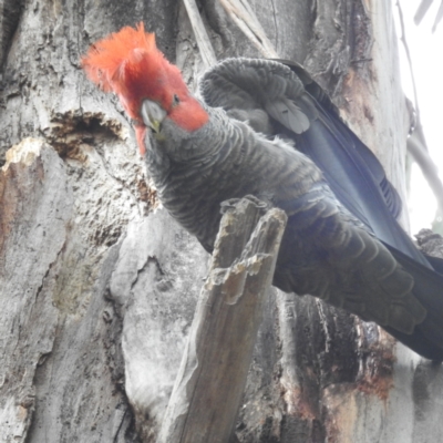 Callocephalon fimbriatum (Gang-gang Cockatoo) at Acton, ACT - 22 Nov 2022 by HelenCross