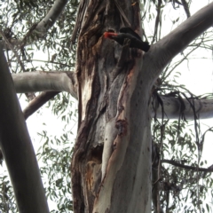 Callocephalon fimbriatum at Acton, ACT - suppressed