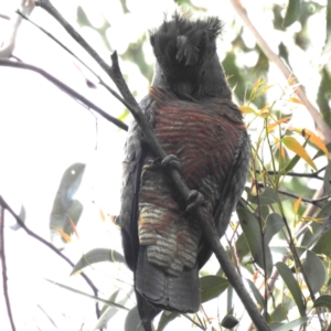 Callocephalon fimbriatum at Acton, ACT - 23 Nov 2022